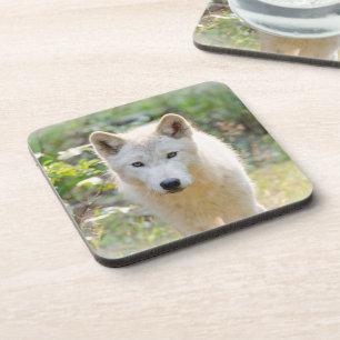 Dessous-de-verre Wolf Animal Art, faune canadienne
