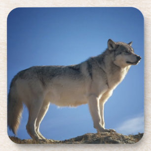 Dessous-de-verre Wolf sur les rochers