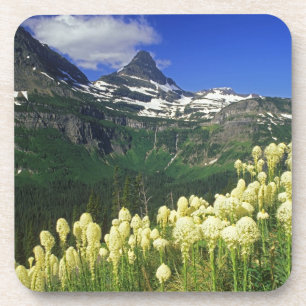 Dessous-de-verre Xerophyllum à Logan Pass dans le parc national de