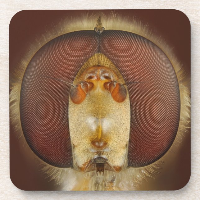 Dessous-de-verre Yeux principaux et composés d'une mouche de vol (Devant)