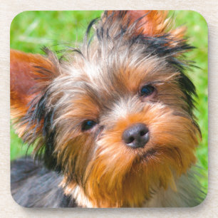 Dessous-de-verre Yorkshire Terrier qui regarde vers le haut