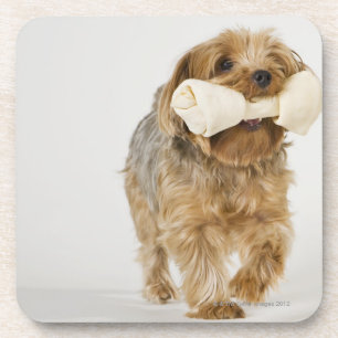 Dessous-de-verre Yorkshire Terrier sur la marche blanche d'arrière