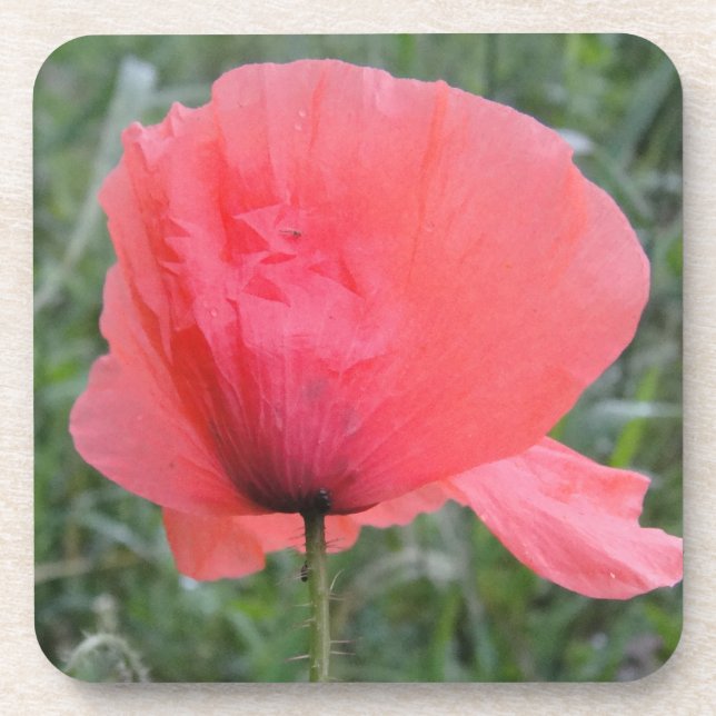 Dessous-de-verre Zarte a écrit Mohnblume (Devant)