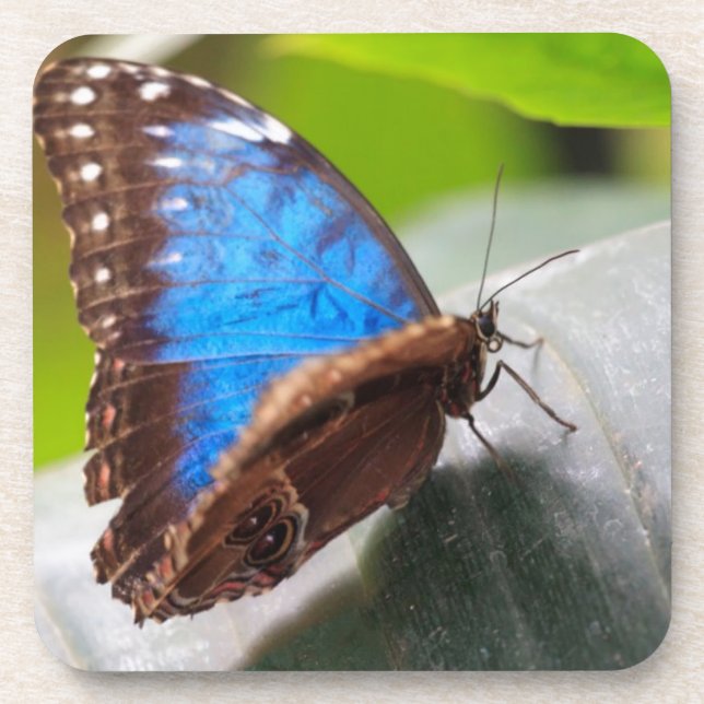 Destiny Gifts Coaster (Front)
