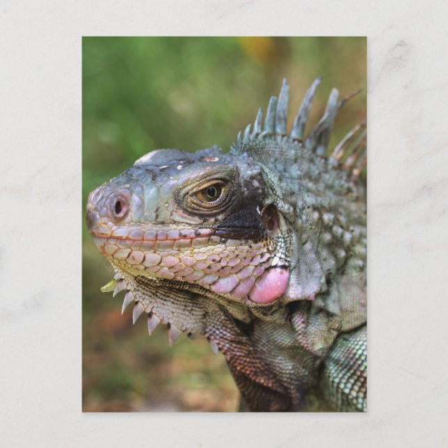 Destiny Gifts Postcard (Front)