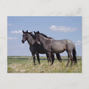 Destiny Ranch Peaceful Horses Postcard