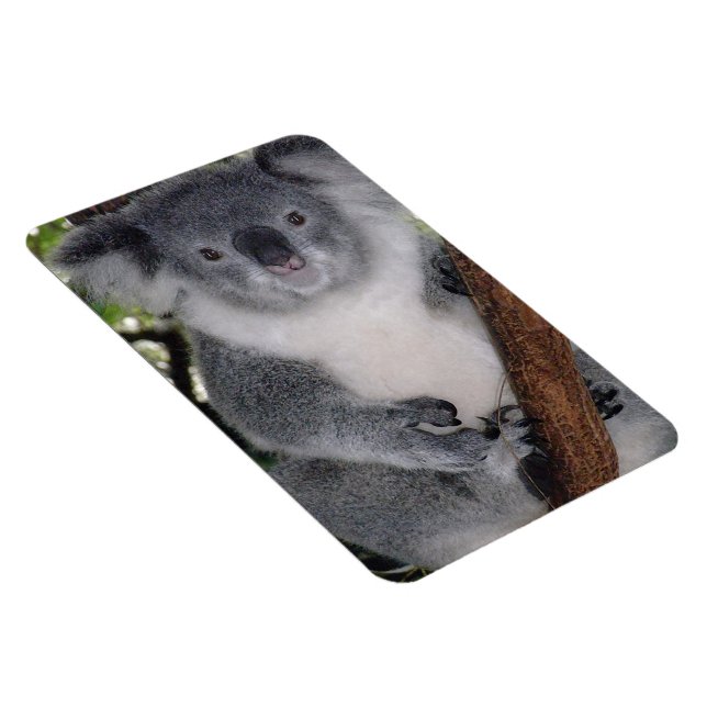 Destiny Zazzle Cute Koala Aussi Outback Magnet (Right Side)