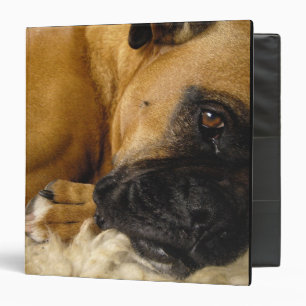 Detail of a Boxer Binder