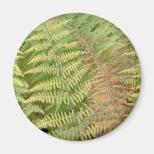 Detail of autumn ferns magnet
