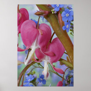 Detail of bleeding hearts and Brunnera Jack Poster