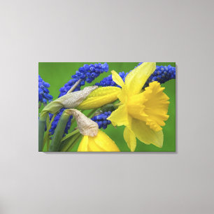 Detail of daffodil and hyacinth flowers. Credit Canvas Print