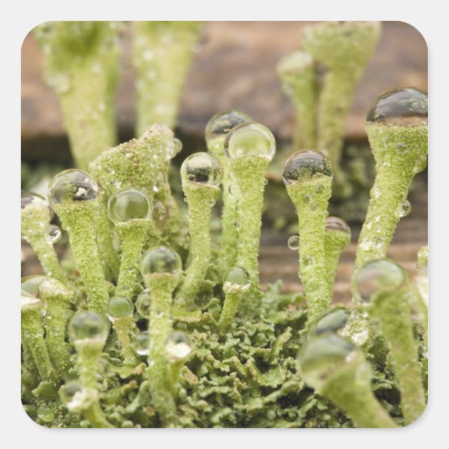 Detail of raindrops on lichen. Credit as: Don Square Sticker (Front)