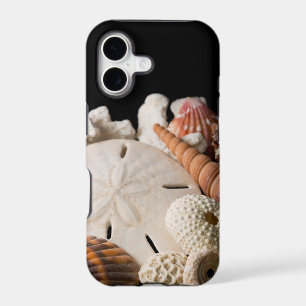 Detail Of Seashells From Around The World