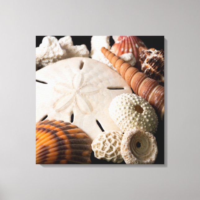 Detail Of Seashells From Around The World 2 Canvas Print (Front)