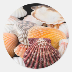 Detail Of Seashells From Around The World 2 Classic Round Sticker