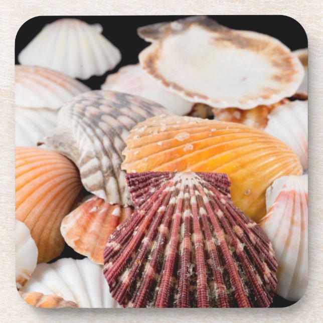 Detail Of Seashells From Around The World 2 Coaster (Front)