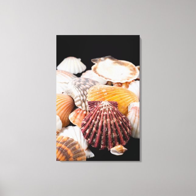 Detail Of Seashells From Around The World Canvas Print (Front)