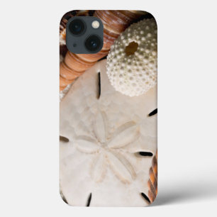 Detail Of Seashells From Around The World iPhone 13 Case