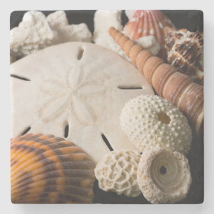 Detail Of Seashells From Around The World Stone Coaster