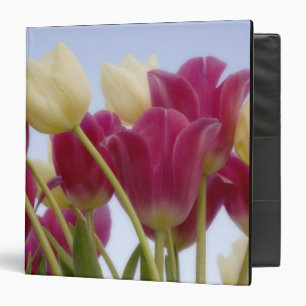 Detail of tulips. Credit as: Don Paulson / Binder