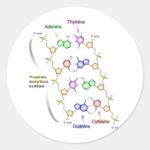 Detailed Diagram of the Chemical structure of DNA Classic Round Sticker