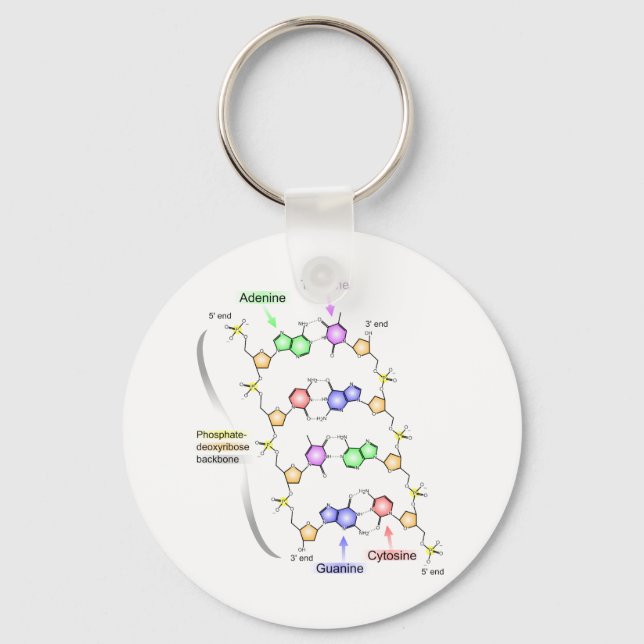 Detailed Diagram of the Chemical structure of DNA Keychain (Front)