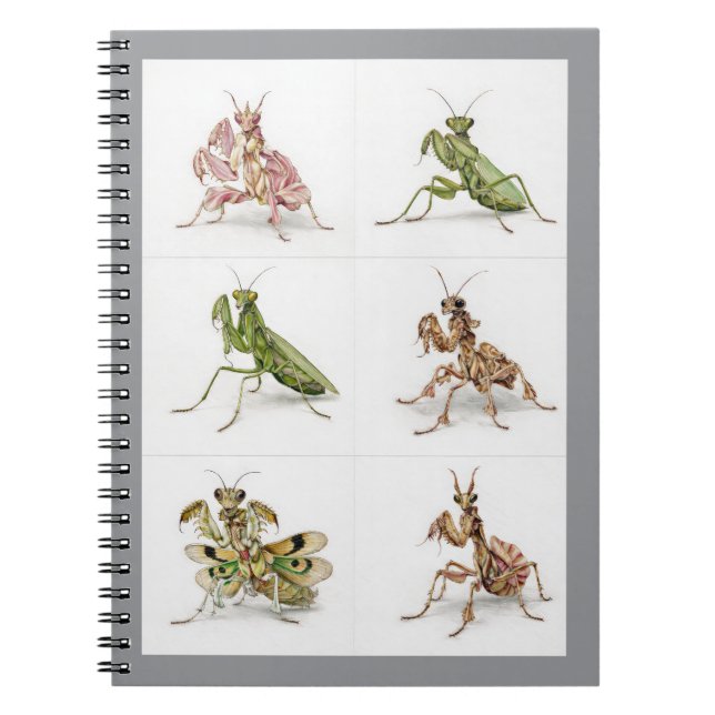 Detailed Praying Mantis Species Art Bug Lover  Notebook (Front)