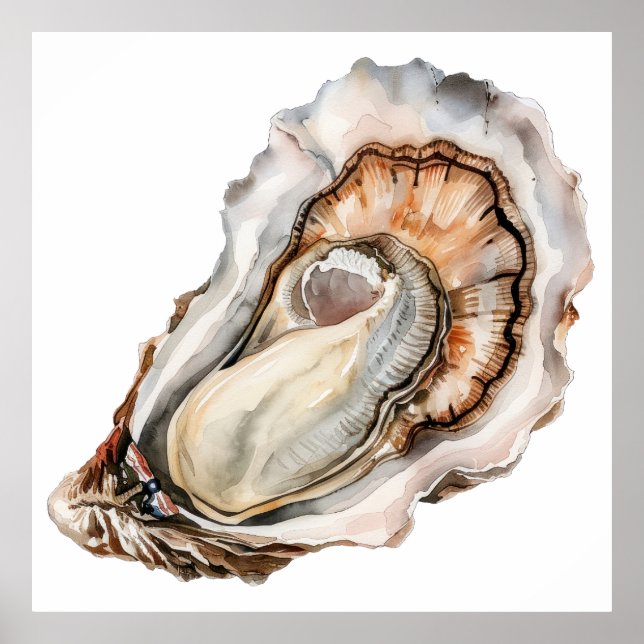 Detailed watercolor oyster illustration poster (Front)