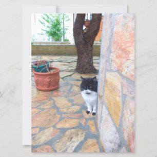 DETECTIVE CAT BEHIND THE STONE WALL