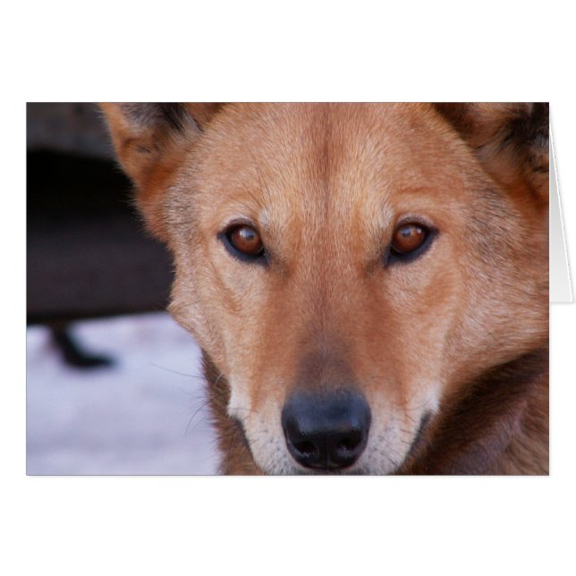 Determination (Front Horizontal)