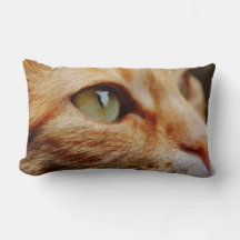 Determined Face of a Ginger Cat