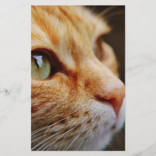 Determined Face of a Ginger Cat Stationery