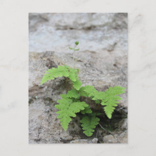 Determined Fern Postcard