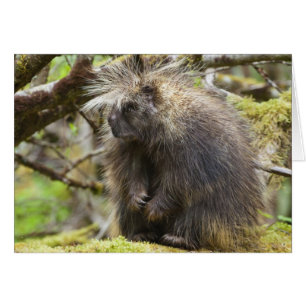 Determined Porcupine