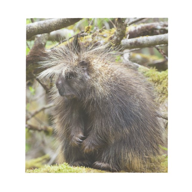 Determined Porcupine Notepad (Front)
