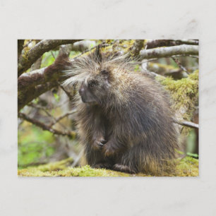 Determined Porcupine Postcard