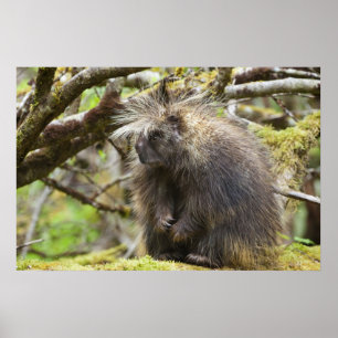 Determined Porcupine Poster