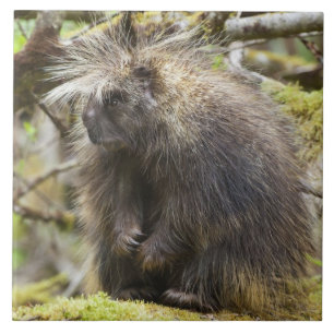 Determined Porcupine Tile