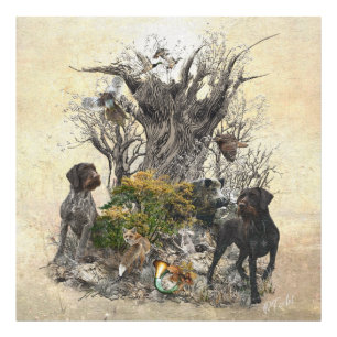 Deutsch Drahthaar Photo Print