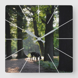 Deutsche Doggen Fotos Square Wall Clock