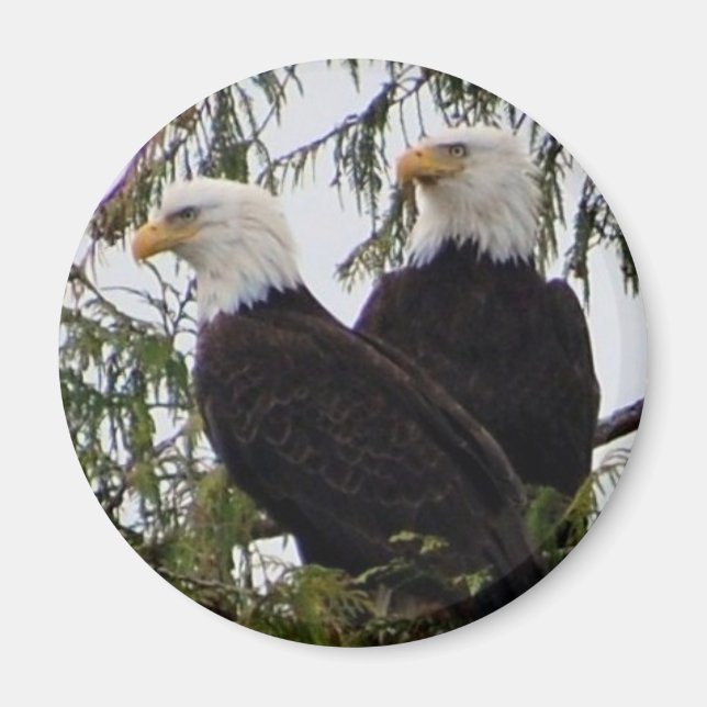 Deux aigles dans un aimant d'arbre (Devant)