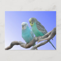 Deux Beaux Bute Budgerigar do-it-yourself Carte Po