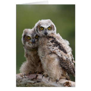 Deux Bébés Grand Chouette