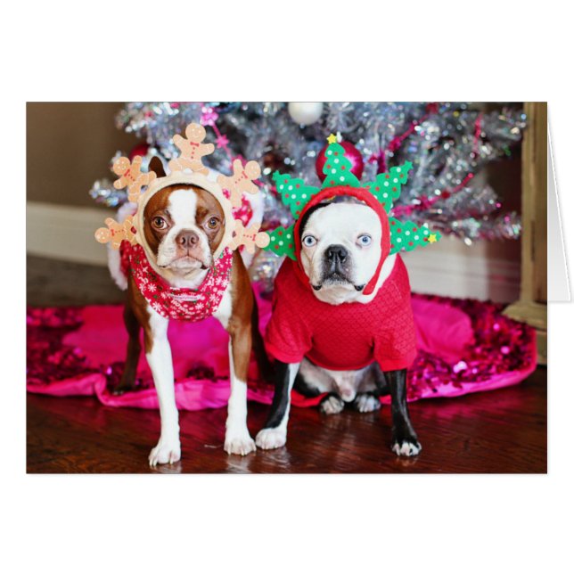 Deux BostonTerriers (Devant horizontal)