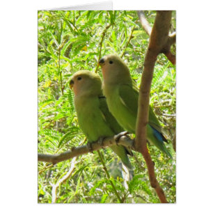 Deux cacatoès de l'Arizona