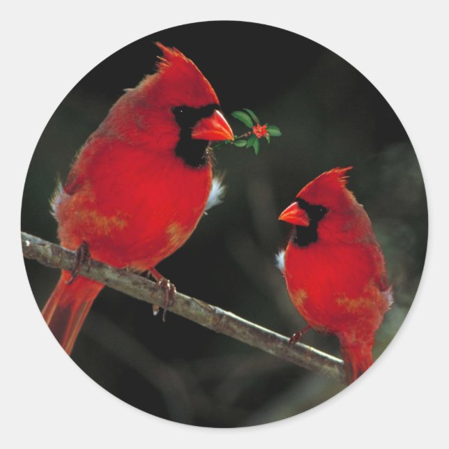 Deux Cardinaux Stickers Enveloppe de Noël (Devant)