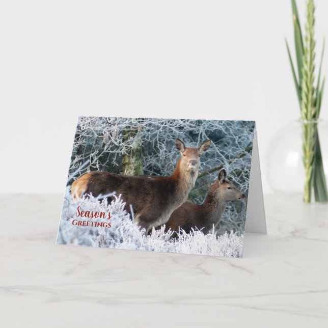 Deux Cartes de fin de année de Noël de neige de ce (Devant)