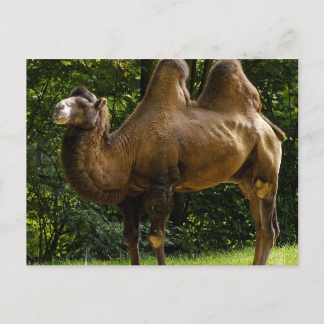 Deux cartes postales en chameau Humide (Devant)