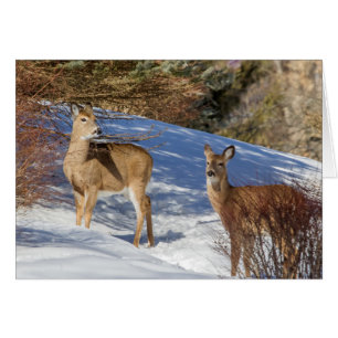 Deux cerfs à queue blanche en hiver