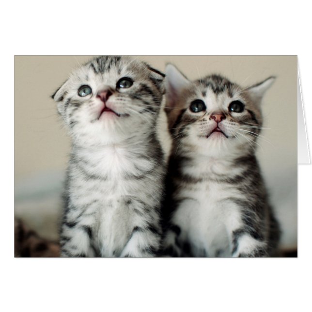 Deux chatons mignons (Devant horizontal)